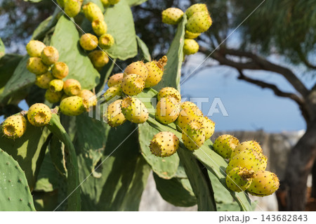 Close-up view of green prickly pear cactus with several unripe yellow fruits growing outdoors in natural forest setting, detailed thorns 143682843
