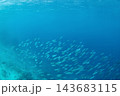 School of mackerel (Rastrelliger kanagurta) swimming above a coral reef in Indonesia. Tropical marine wildlife, underwater biodiversity, snorkeling, healthy ocean ecosystem and travel. 143683115