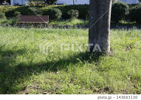 広場の緑の草地に立つ一本木。影が左下へ伸びる。 143683130