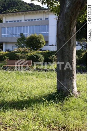 広場の緑の草地に立つ一本木。影が左下へ伸びる。 143683131
