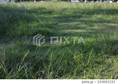 雑草が大量に生えた広い空き地。緑の草地風景。 143683133