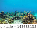 School of Colorful tropical Blackspot snapper fishes  swimming above coral reef 143683138