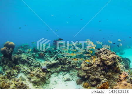 School of Colorful tropical Blackspot snapper fishes swimming above coral reef School of Colorful tropical Blackspot snapper fishes swimming above coral reef 143683138