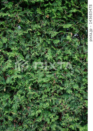 Conifer branches and green foliage cover a hedge outdoors, viewed close up during the daytime Conifer branches and green foliage cover a hedge outdoors, viewed close up during the daytime 143683478