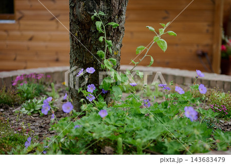 Purple flowers and green plants grow around a tree trunk in a garden beside a wooden fence during daylight Purple flowers and green plants grow around a tree trunk in a garden beside a wooden fence during daylight 143683479