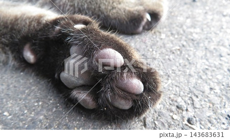 猫の手も借りたい方へ 猫の手も借りたい方へ 143683631