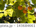 強い日差しと枝に実る3つの柿　秋の風景 143684661