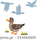 かわいい雁と飛ぶ鳥のシルエット 143684805