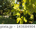 強い日差しと枝に実る柿　秋の風景 143684904