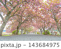 滋賀県長浜市 八重桜が満開の伊香具神社前の参道沿い 滋賀県長浜市 八重桜が満開の伊香具神社前の参道沿い 143684975