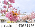 滋賀県長浜市 八重桜が満開の伊香具神社前の参道沿い 滋賀県長浜市 八重桜が満開の伊香具神社前の参道沿い 143684976