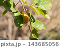 強い日差しと枝に実る柿　秋の風景 143685056