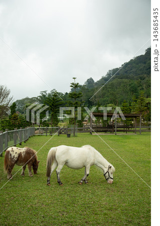 Two ponies are grazing on a green pasture surrounded by trees Two ponies are grazing on a green pasture surrounded by trees 143685435