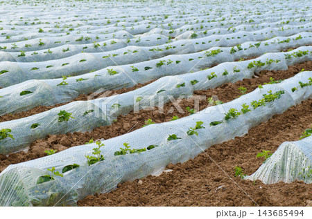 Agricultural Field with Seedlings Growing Through Plastic Mulch Rows Agricultural Field with Seedlings Growing Through Plastic Mulch Rows 143685494
