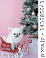 クリスマスツリーとソリに乗ったチワワ 143685643