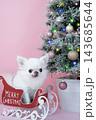クリスマスツリーとソリに乗ったチワワ 143685644