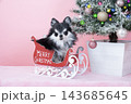 クリスマスツリーとソリに乗ったチワワ 143685645