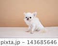 ベージュバックとチワワ 143685646