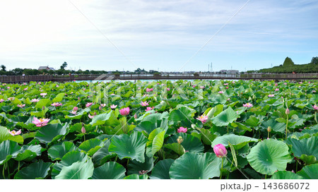 蓮池に広がる蓮の花 蓮池に広がる蓮の花 143686072