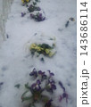 雪の中に咲くパンジー 143686114