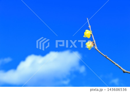青空に咲くロウバイの花 青空に咲くロウバイの花 143686536