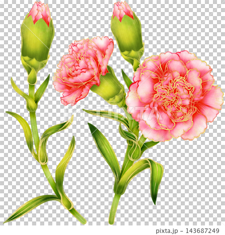 Realistic botanical watercolor illustration with gold outline of carnation flower branch with green leaves Realistic botanical watercolor illustration with gold outline of carnation flower branch with green leaves 143687249