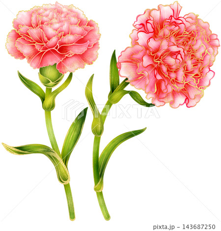 Realistic botanical watercolor illustration with gold outline of carnation flower branch with green leaves Realistic botanical watercolor illustration with gold outline of carnation flower branch with green leaves 143687250