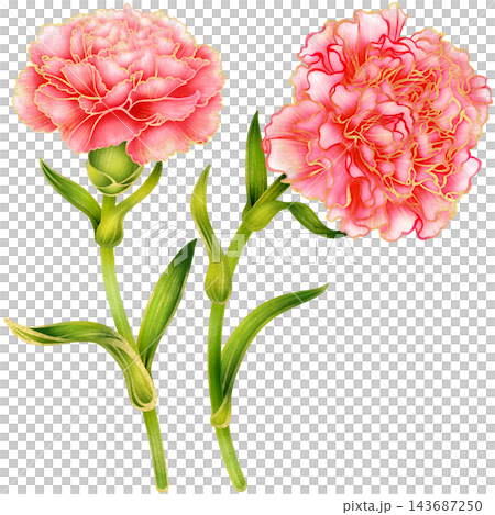 Realistic botanical watercolor illustration with gold outline of carnation flower branch with green leaves Realistic botanical watercolor illustration with gold outline of carnation flower branch with green leaves 143687250