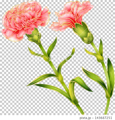 Realistic botanical watercolor illustration with gold outline of carnation flower branch with green leaves Realistic botanical watercolor illustration with gold outline of carnation flower branch with green leaves 143687251