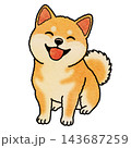 笑顔の柴犬のカラーイラスト 143687259