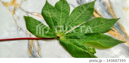 Fresh green cassava leaf on marble table 143687393