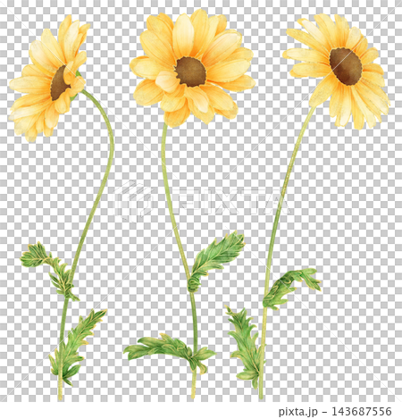 Realistic and detailed botanical watercolor painting with gorgeous metallic gold outline of yellow daisy flowers with green leaves Realistic and detailed botanical watercolor painting with gorgeous metallic gold outline of yellow daisy flowers with green leaves 143687556
