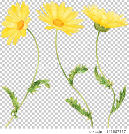 Realistic and detailed botanical watercolor painting with gorgeous metallic gold outline of yellow daisy flowers with green leaves Realistic and detailed botanical watercolor painting with gorgeous metallic gold outline of yellow daisy flowers with green leaves 143687557