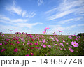 秋空に見上げるコスモス 143687748