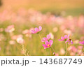 風に揺れるコスモス 143687749