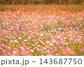 一面に咲き誇るコスモス畑 143687750