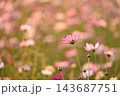 可憐なコスモス 143687751