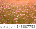 夕日に照らされるコスモス畑 143687752