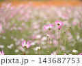 秋の花コスモス畑に咲くピンク色のコスモス 143687753