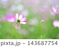ピンク色のコスモスが咲いています 143687754