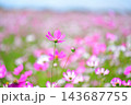 風に揺れるコスモス 143687755