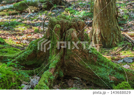 苔に覆われた切り株 滋賀県大津市八屋戸 苔に覆われた切り株 滋賀県大津市八屋戸 143688029