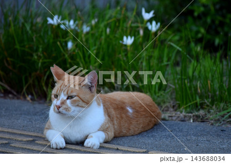 見つめる猫 143688034