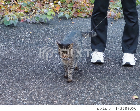 足を伸ばして歩く猫 143688056
