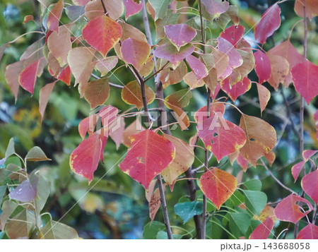 紅葉したナンキンハゼの葉 紅葉したナンキンハゼの葉 143688058