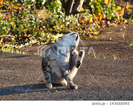 秋の公園で日向ぼっこする野良猫 秋の公園で日向ぼっこする野良猫 143688065