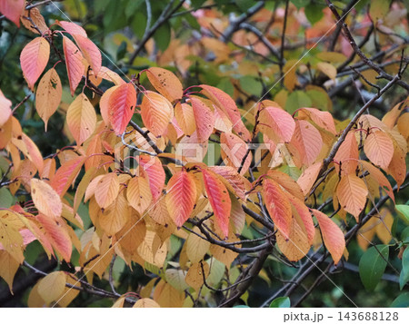 紅葉した桜の葉 紅葉した桜の葉 143688128