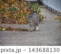 猫のいる風景 143688130
