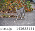 見つめる猫 143688131