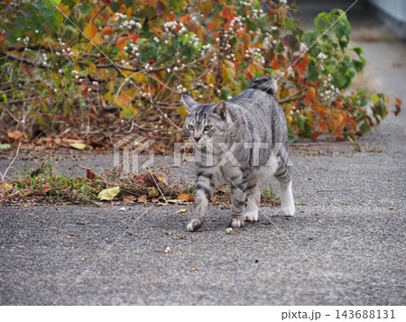 見つめる猫 見つめる猫 143688131